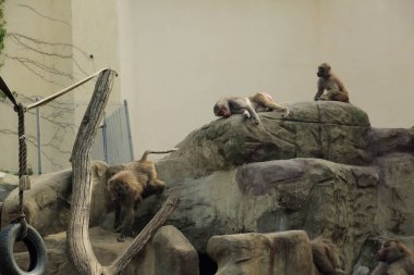 Varşova, Polonya - 3 Ağustos 2017: Maymunlar Varşova Hayvanat Bahçesi, Polonya