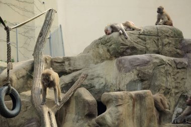 Varşova, Polonya - 3 Ağustos 2017: Maymunlar Varşova Hayvanat Bahçesi, Polonya