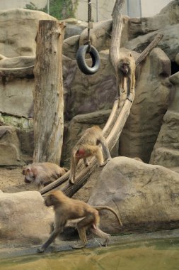 Varşova, Polonya - 3 Ağustos 2017: Maymunlar Varşova Hayvanat Bahçesi, Polonya