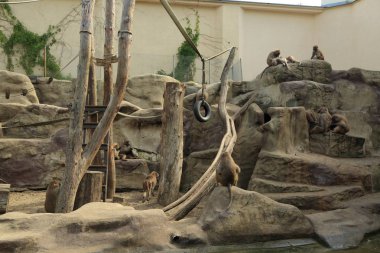 Varşova, Polonya - 3 Ağustos 2017: Maymunlar Varşova Hayvanat Bahçesi, Polonya