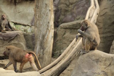 Varşova, Polonya - 3 Ağustos 2017