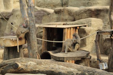 Varşova, Polonya - 3 Ağustos 2017