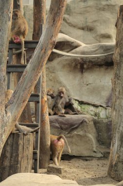 Varşova, Polonya - 3 Ağustos 2017: Maymunlar Varşova Hayvanat Bahçesi, Polonya