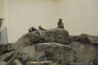 Varşova, Polonya - 3 Ağustos 2017: Maymunlar Varşova Hayvanat Bahçesi, Polonya