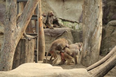 Varşova, Polonya - 3 Ağustos 2017: Maymunlar Varşova Hayvanat Bahçesi, Polonya