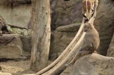 Varşova, Polonya - 3 Ağustos 2017: Maymunlar Varşova Hayvanat Bahçesi, Polonya