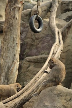 Varşova, Polonya - 3 Ağustos 2017: Maymunlar Varşova Hayvanat Bahçesi, Polonya