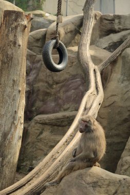 Varşova, Polonya - 3 Ağustos 2017: Maymunlar Varşova Hayvanat Bahçesi, Polonya