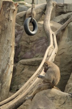 Varşova, Polonya - 3 Ağustos 2017