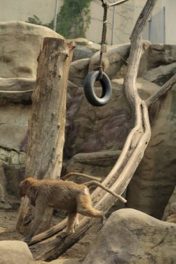 Varşova, Polonya - 3 Ağustos 2017: Maymunlar Varşova Hayvanat Bahçesi, Polonya