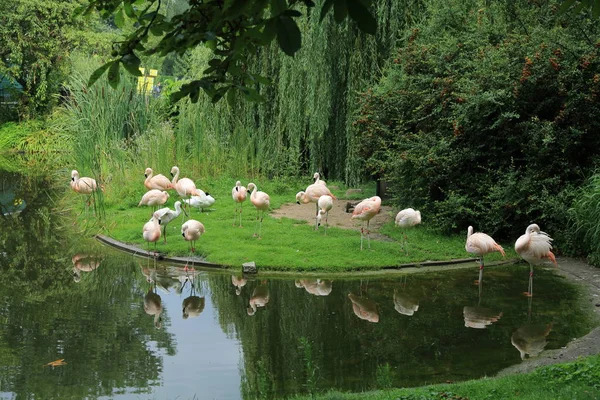 Flamingo, Varşova Hayvanat Bahçesi, Polonya