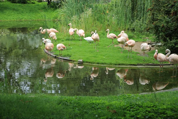 ワルシャワ動物園のフラミンゴ ポーランド — ストック写真