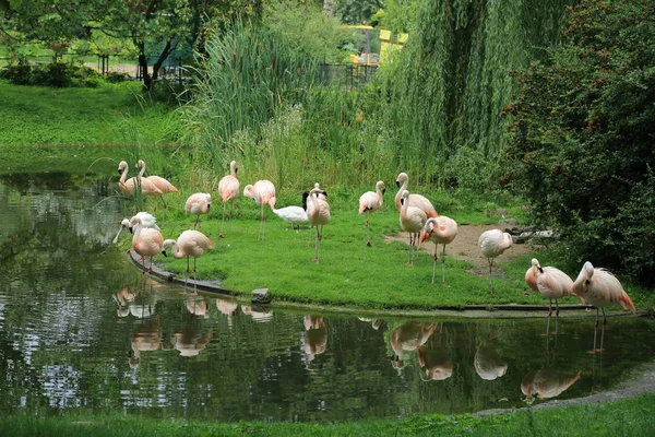 ワルシャワ動物園のフラミンゴ ポーランド — ストック写真