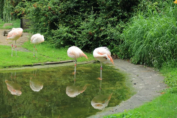 Flamingo, Varşova Hayvanat Bahçesi, Polonya