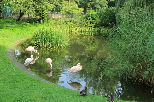 Flamingo, Varşova Hayvanat Bahçesi, Polonya