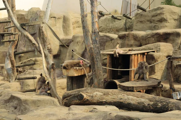 Varşova, Polonya - 3 Ağustos 2017: Maymun In Varşova Hayvanat Bahçesi, Polonya