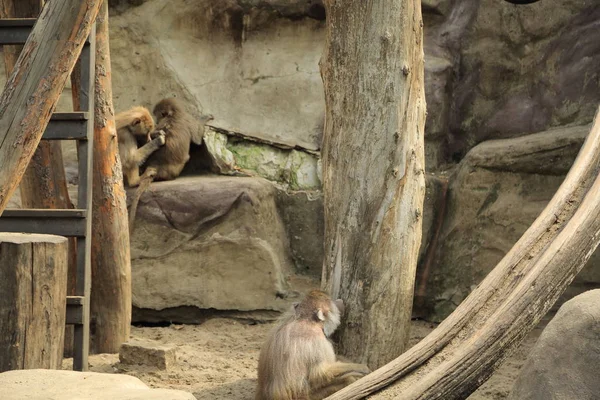 Varşova, Polonya - 3 Ağustos 2017: Maymun In Varşova Hayvanat Bahçesi, Polonya