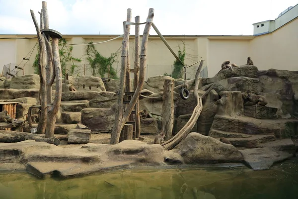 Varşova, Polonya - 3 Ağustos 2017: Maymun In Varşova Hayvanat Bahçesi, Polonya