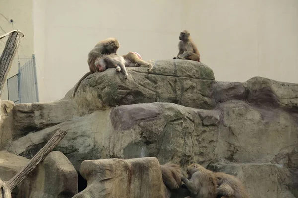 Varşova, Polonya - 3 Ağustos 2017: Maymun In Varşova Hayvanat Bahçesi, Polonya