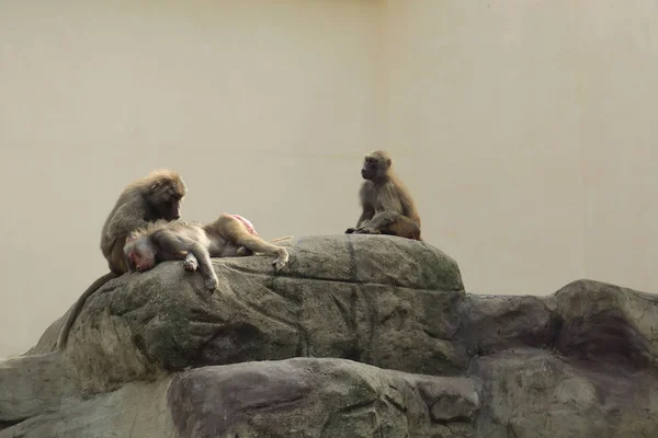 Warschau Polen August 2017 Affe Warschauer Zoo Polen — Stockfoto