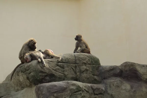 Warschau Polen August 2017 Affe Warschauer Zoo Polen — Stockfoto