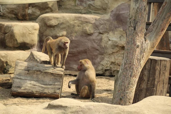 Varşova, Polonya - 3 Ağustos 2017: Maymun In Varşova Hayvanat Bahçesi, Polonya