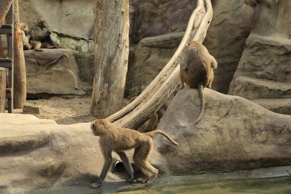 폴란드 바르샤바 2017년 폴란드 바르샤바 동물원의 원숭이 — 스톡 사진