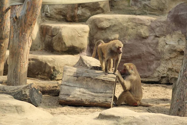 Varşova, Polonya - 3 Ağustos 2017: Maymun In Varşova Hayvanat Bahçesi, Polonya