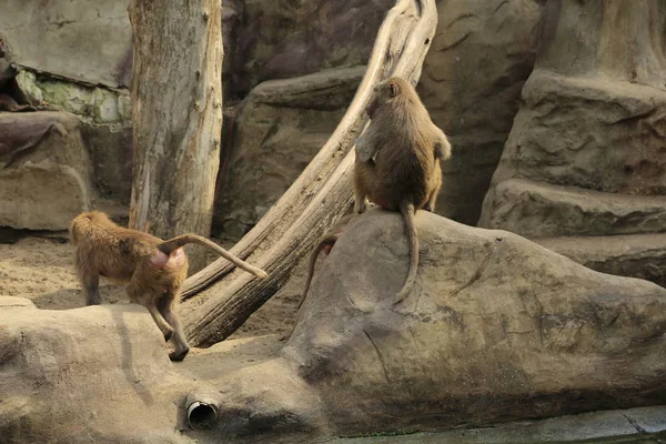 Varşova, Polonya - 3 Ağustos 2017: Maymun In Varşova Hayvanat Bahçesi, Polonya