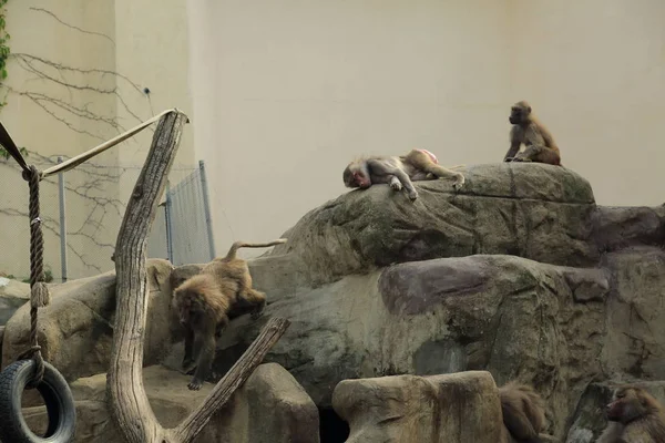 Varşova, Polonya - 3 Ağustos 2017: Maymunlar Varşova Hayvanat Bahçesi, Polonya