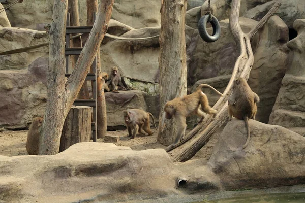 Varşova, Polonya - 3 Ağustos 2017: Maymunlar Varşova Hayvanat Bahçesi, Polonya