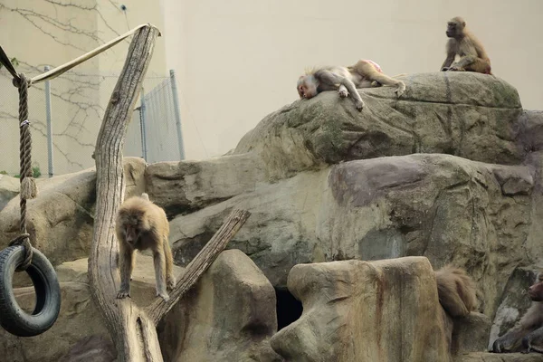 Varşova, Polonya - 3 Ağustos 2017: Maymunlar Varşova Hayvanat Bahçesi, Polonya