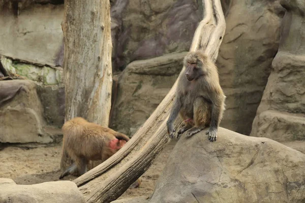 Varşova, Polonya - 3 Ağustos 2017