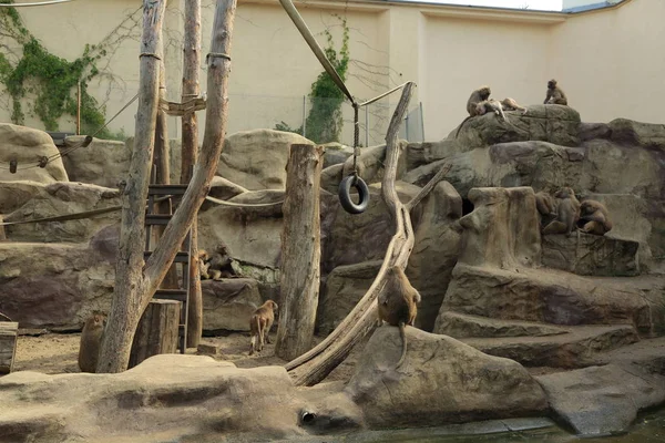 Varşova, Polonya - 3 Ağustos 2017: Maymunlar Varşova Hayvanat Bahçesi, Polonya