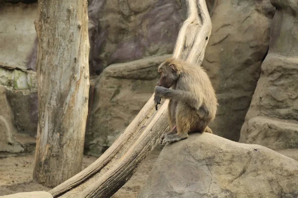 Varşova, Polonya - 3 Ağustos 2017: Maymunlar Varşova Hayvanat Bahçesi, Polonya