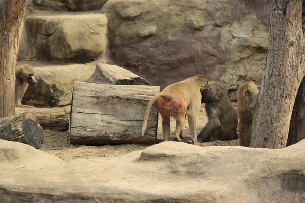 Varşova, Polonya - 3 Ağustos 2017