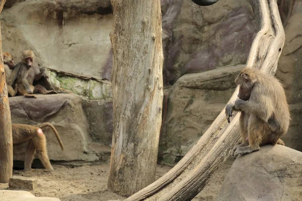 Varşova, Polonya - 3 Ağustos 2017: Maymunlar Varşova Hayvanat Bahçesi, Polonya
