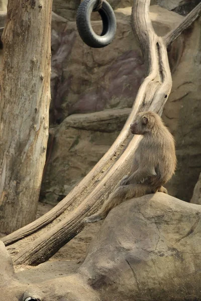 Varşova, Polonya - 3 Ağustos 2017: Maymunlar Varşova Hayvanat Bahçesi, Polonya