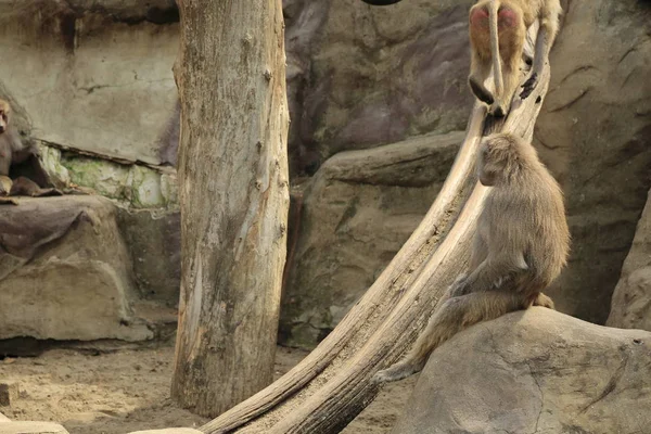 Varşova, Polonya - 3 Ağustos 2017: Maymunlar Varşova Hayvanat Bahçesi, Polonya