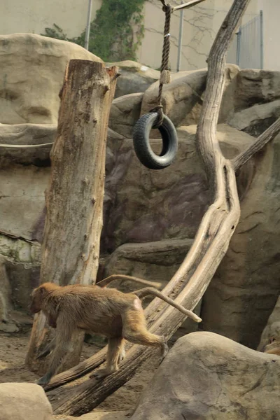 Varşova, Polonya - 3 Ağustos 2017: Maymunlar Varşova Hayvanat Bahçesi, Polonya
