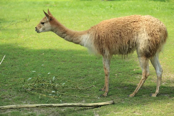 Vicugna (Alpaga) près d'une clôture dans un zoo — Photo