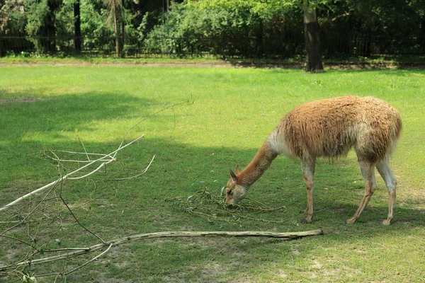 Alpaca Een Gedomesticeerde Soorten Van Zuid Amerikaanse Kameelachtige Worden Bewaard — Stockfoto