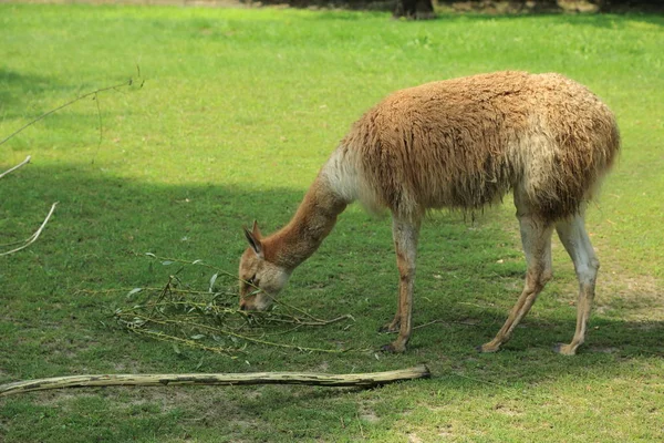 アルパカは 南米のラクダ科の家畜種です 彼らはペルー南部のアンデスのレベルの高さに放牧群れで飼われています — ストック写真