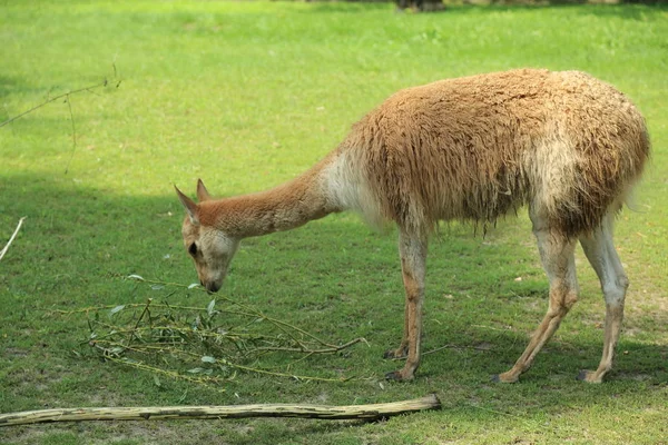 Alpaka Domestikovaných Druhů Jihoamerických Camelid Jsou Chována Stádech Které Pasou — Stock fotografie