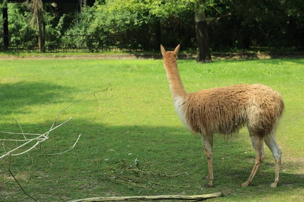 アルパカは 南米のラクダ科の家畜種です 彼らはペルー南部のアンデスのレベルの高さに放牧群れで飼われています — ストック写真