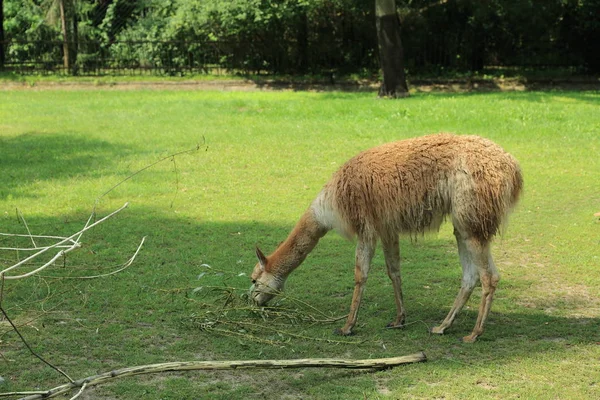 Alpaca Domesticated Species South American Camelid Kept Herds Graze Level — Stock Photo, Image