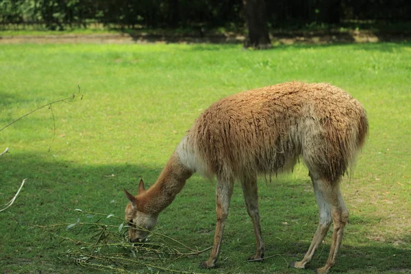 Alpaca Una Specie Addomesticata Camelide Sudamericano Sono Tenuti Mandrie Che — Foto Stock