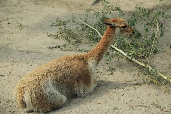 Alpaca Una Especie Camélido Sudamericano Mantienen Rebaños Que Pastan Las — Foto de Stock