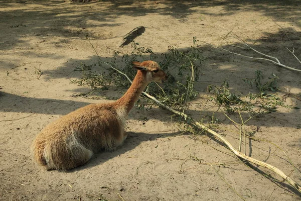 Alpaka Ist Eine Domestizierte Art Der Südamerikanischen Kameliden Sie Werden — Stockfoto