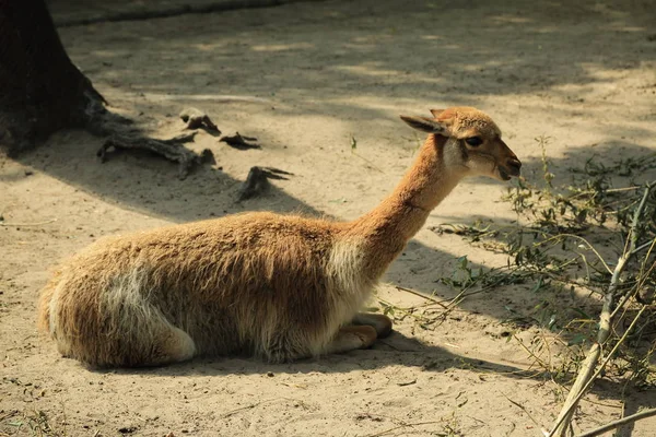 アルパカは 南米のラクダ科の家畜種です 彼らはペルー南部のアンデスのレベルの高さに放牧群れで飼われています — ストック写真